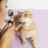 chat chez le vétérinaire